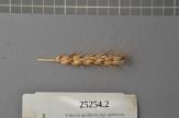 Click for 1 image(s) for this accession. Spike